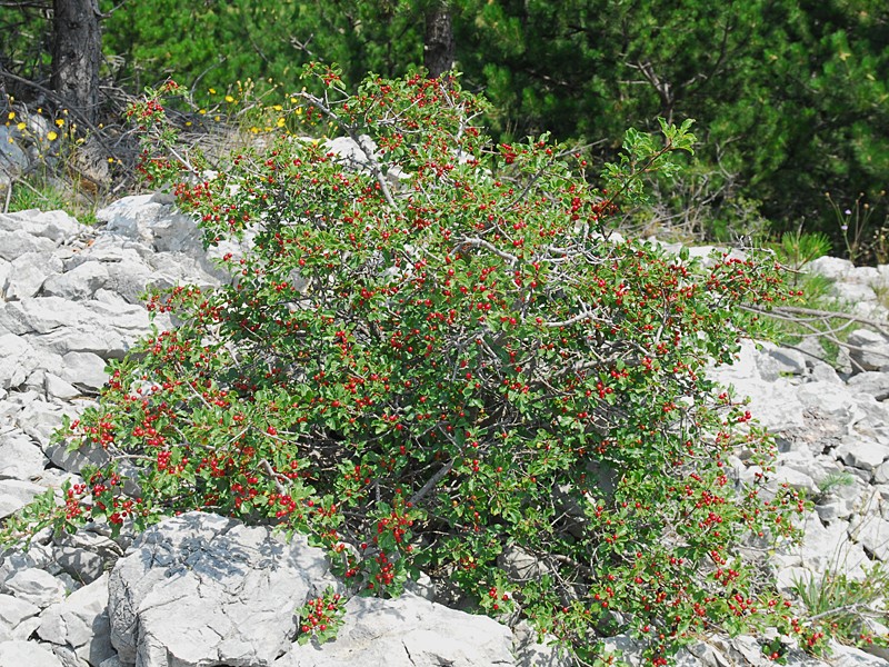Frangula rupestris